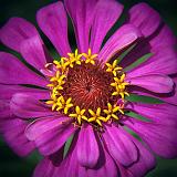 Purple Flower_18861